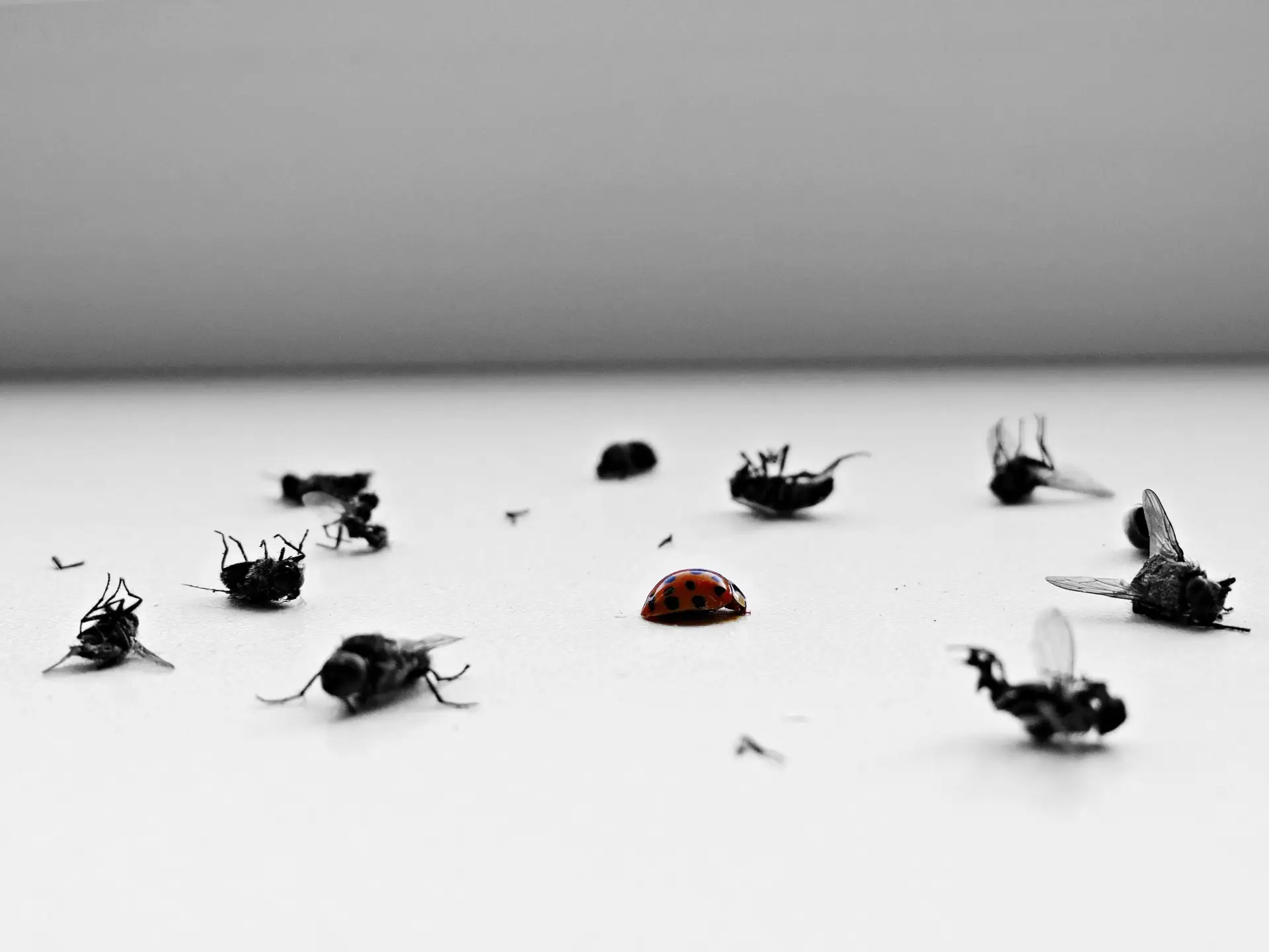 Fly control Melbourne commercial pest treatment