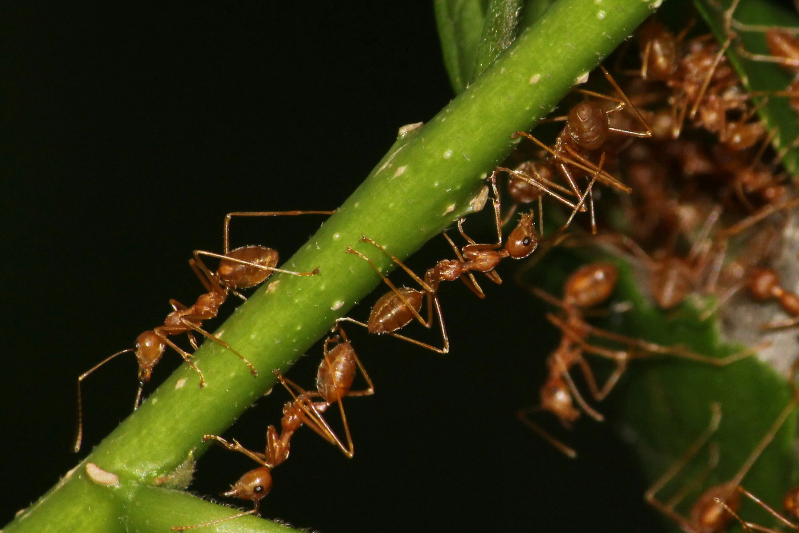 Ant control Melbourne residential pest treatment