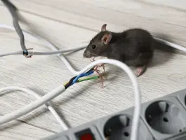 Rodent Pest Control Melbourne