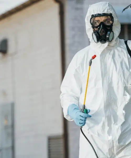 Flea Pest Control Melbourne