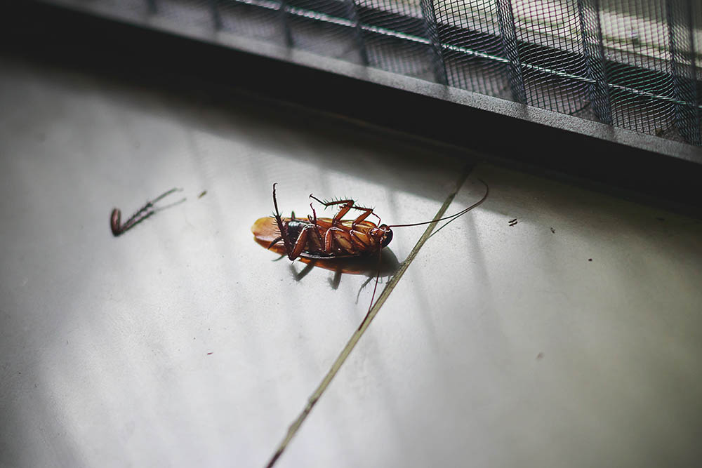 Get Rid of Cockroaches Permanently in Melbourne