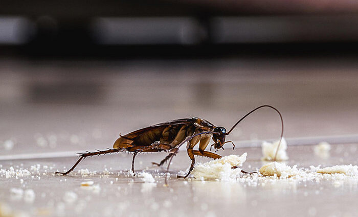Cockroach Issues