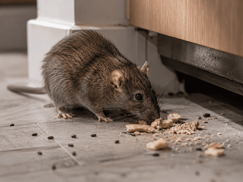 Rodent Control Melbourne Solutions