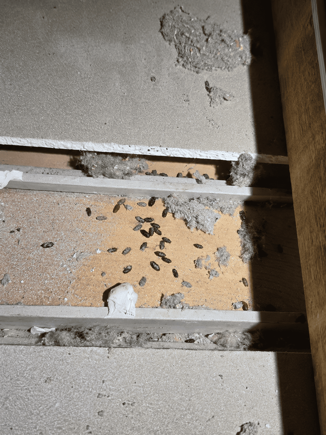 Rodent droppings found in roof void during pest inspection Melbourne